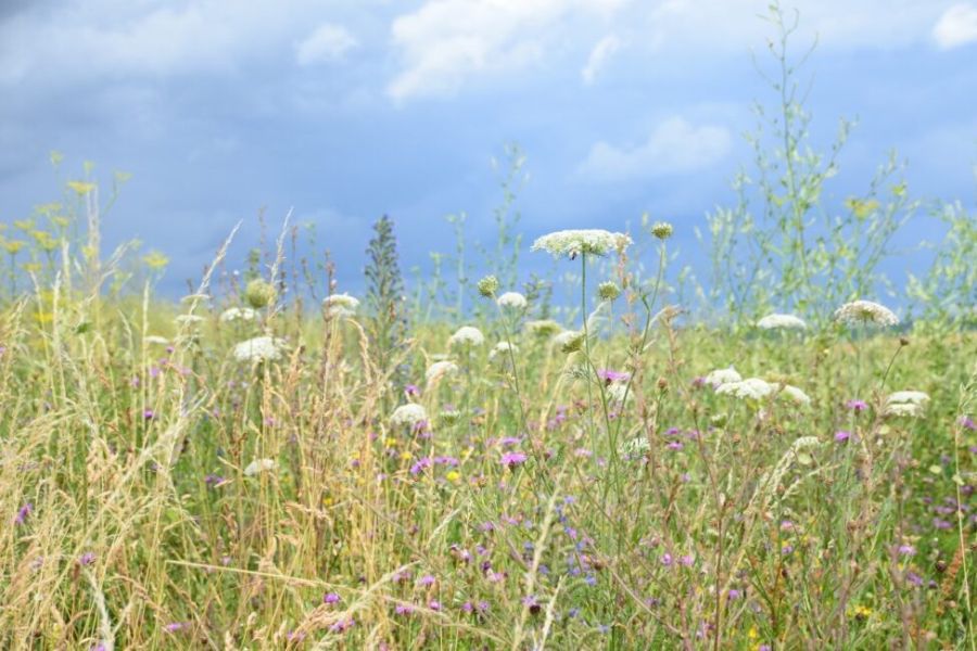 Der Anbau von mehrjährigen, ertragreichen Wildpflanzenmischungen anstelle von Mais ermöglicht eine Vielzahl an positiven Effekten für den Natur- und Artenschutz im Offenland. (Foto Stöveken/LJV Hessen)