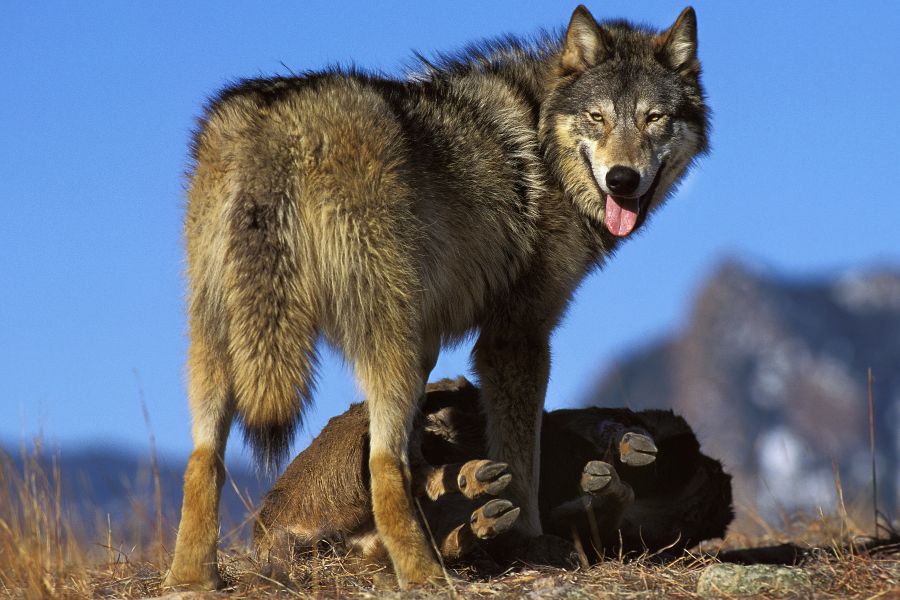Ein Wolf an einem Riss. (Symbolbild: iStock/slowmotiongli)