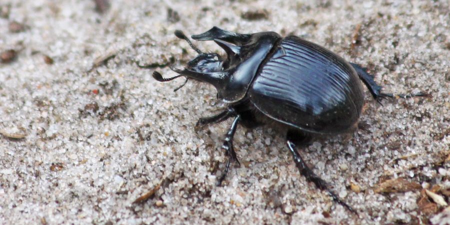 Dung- und Mistkäfer, wie der Stierkäfer, gehören zu den am stärksten bedrohten Gruppen unter den Insekten. (Foto: Patrick Urban). 