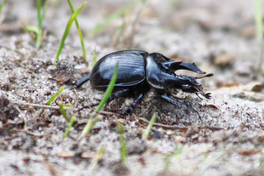 Insekt des Jahres 2024: Der Stierkäfer (Typhaeus typhoeus). (Foto: Patrick Urban)