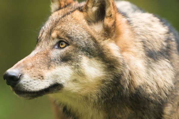 Räude: Wolf in Sachsen eingeschläfert