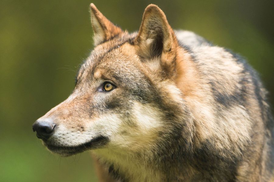 Symbolbild Wolf (© F. Richter / LfULG)