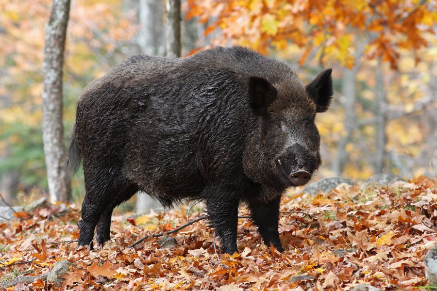 Ein Wildschweinkeiler im Herbstwald. (Symbolbild: iStock/mirceax)