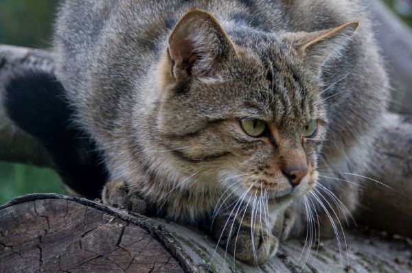 Nach 200 Jahren streunen wieder Wildkatzen durch Brandenburgs Wälder
