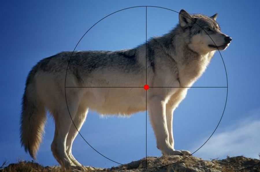 Wolf im Fadenkreuz (Symbolbild: David_Mark/mlz)