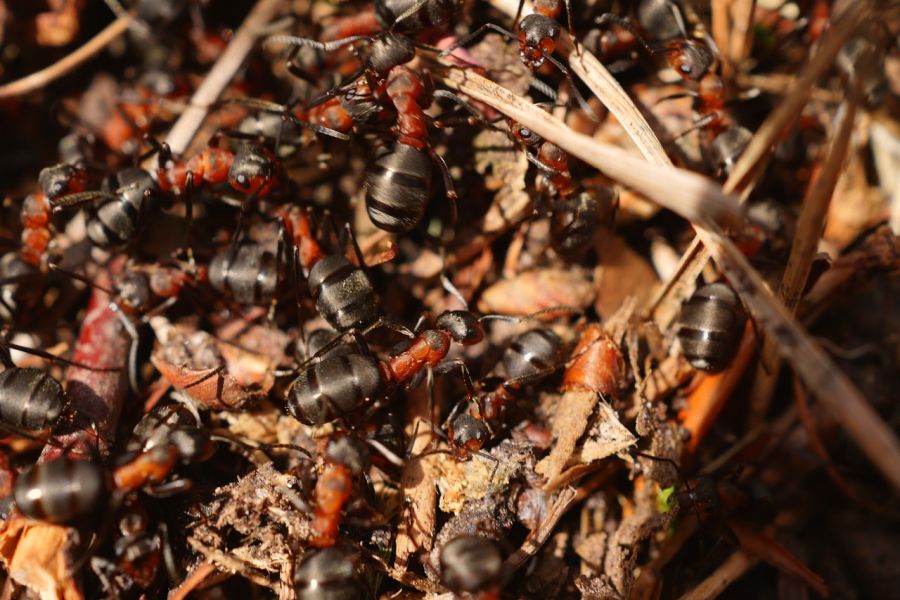 Rote Waldameisen. (Symbolbild: Monika auf Pixabay)
