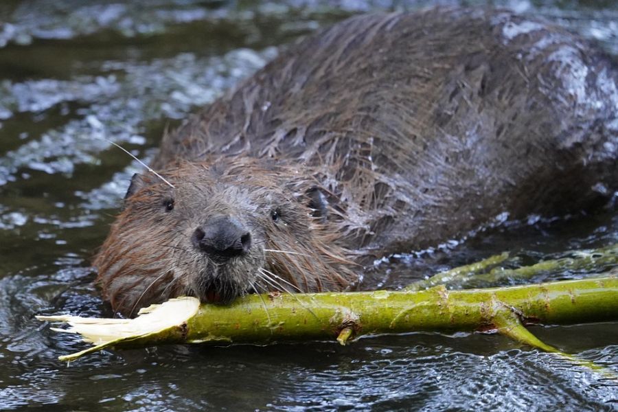 Ein Biber, der mit einem abgenagten Ast schwimmt. Wahrscheinlich Baumaterial für eines seiner Projekte. (Symbolbild: Ralf Schick auf Pixabay)