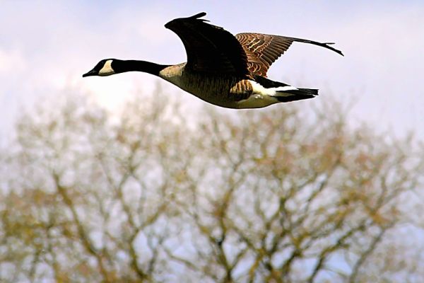 Mit Armbrust, Luftgewehr und Schreckschusspistole auf Gänsejagd