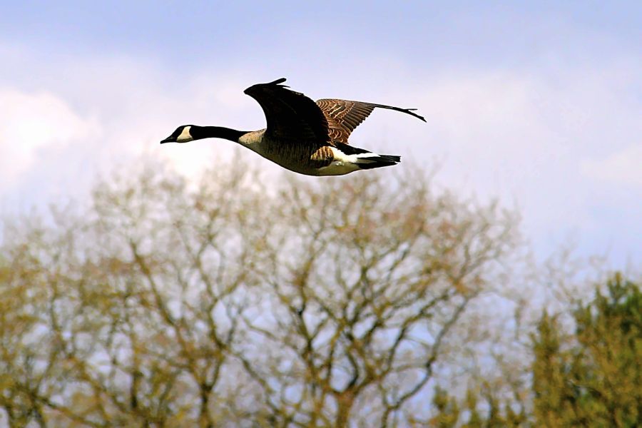 Eine Kanadagans im Flug. (Symbolbild: Daniel Borker auf Pixabay)