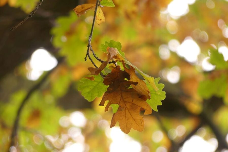Das herbstliche Laub der Stiel-Eiche (Quercus robur) hängt noch am Baum. (Bildquelle: Marlene Bömer/ Wald und Holz NRW)