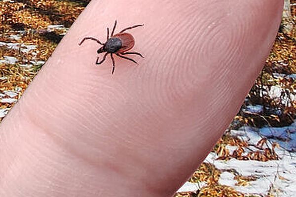 Zecken auch im Winter aktiv: Haustiere das ganze Jahr schützen