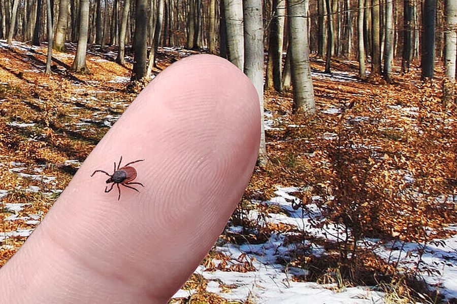 Eine Zecke auf dem Finger eines Menschen vor der Kulisse einer winterlichen Waldlandschaft. (Quelle: © Institut für Parasitologie, TiHo Hannover)
