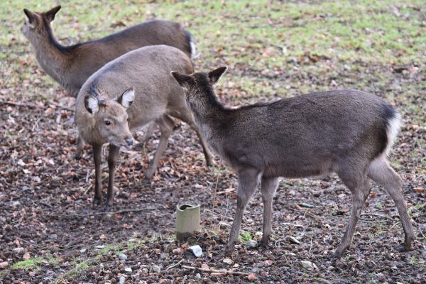 Hirschkuh im Tierpark Köthen gerissen: Wolfsangriff vermutet