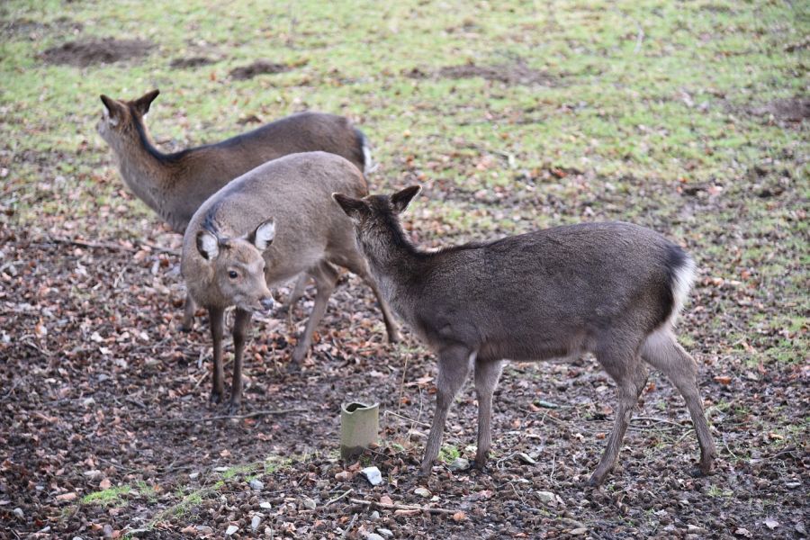 Weibliches Sikawild in einem Gehege. (Symbolbild: Frank P. auf Pixabay)