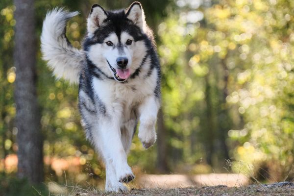 Jäger erschießt Hund in Unterfranken – Gericht fällt Urteil