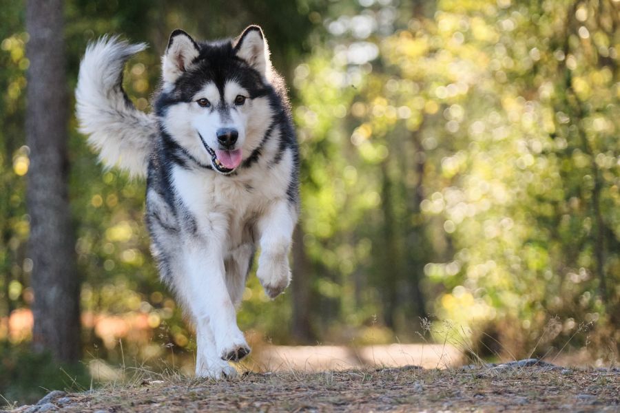 Ein Alaskan Malamute läuft einen Waldweg entlang. (Symbolbild: Lazyboness auf Pixabay)