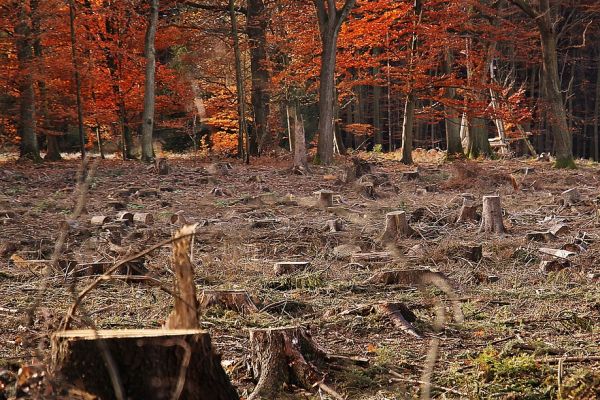 Waldzustandsbericht 2023 vorgestellt: Massive Waldschäden durch Klimawandel in Nordrhein-Westfalen