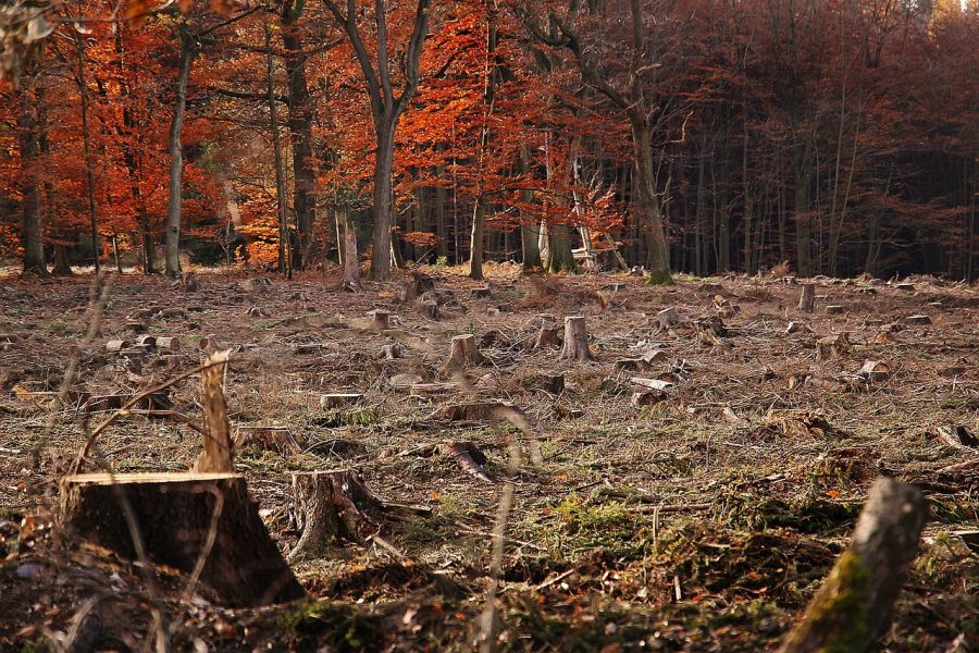 Aufgrund des massiven Borkenkäferbefalls der vergangenen Jahre gibt es in Nordrhein-Westfalen rund 142.000 Hektar Schadfläche im Wald. (Symbolbild: NoName_13 auf Pixabay)