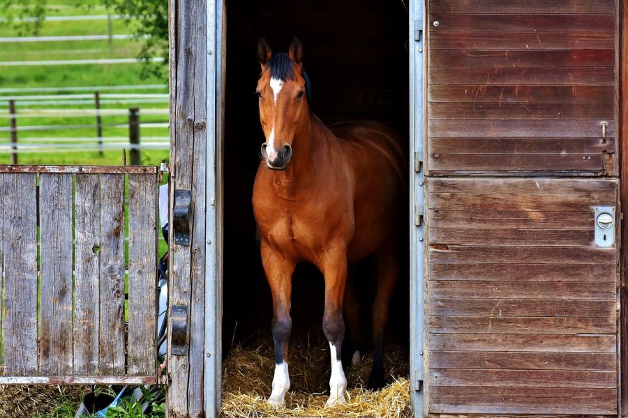 Ein Pferd, das in der Tür eines Stalles steht. (Symbolbild: Alexa auf Pixabay)
