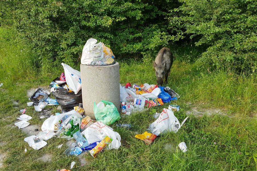 Ein Wildschwein durchwühlt Müll auf der Suche nach Futter. Hier in einer anderen europäischen Großstadt, nämlich im polnischen Krakau. (Symbolbild: iStock/Bogdan Khmelnytskyi)