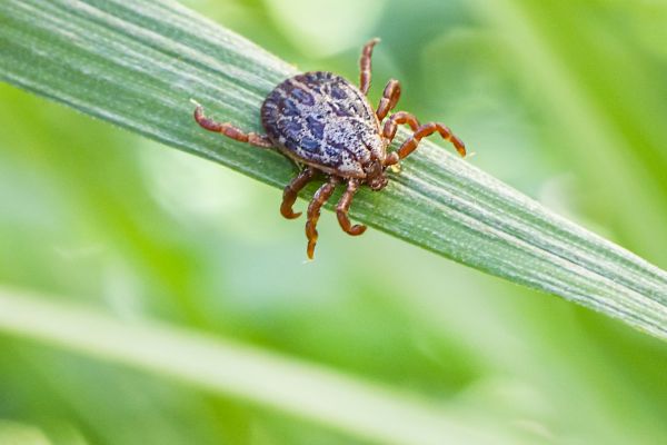 Hundemalaria breitet sich in Mitteldeutschland immer weiter aus