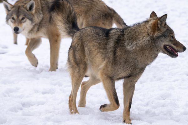Präventive Regulation von Wolfsrudeln in der Schweiz