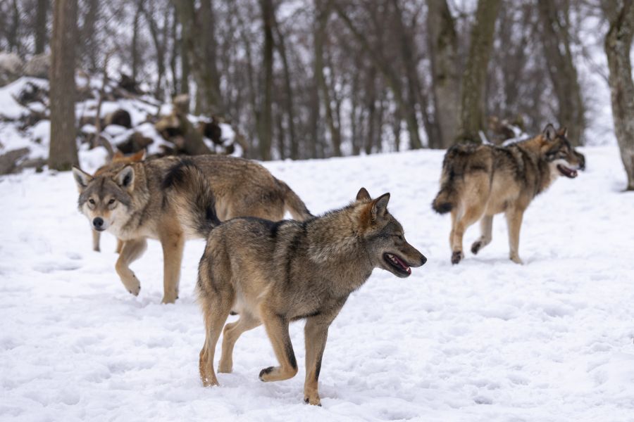 Ein Wolfsrudel im Schnee in freier Wildbahn aufgenommen. (Symbolbild: iStock/bpm82)