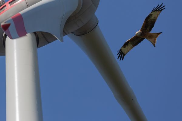 Antikollisionssystemen für Vögel: Möglichkeiten und Grenzen