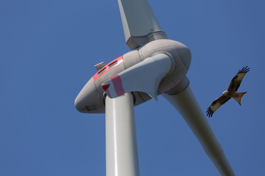 Ein Roter Milan fliegt auf eine Windkraftanlage zu. (Symbolbild: istock/Canetti)