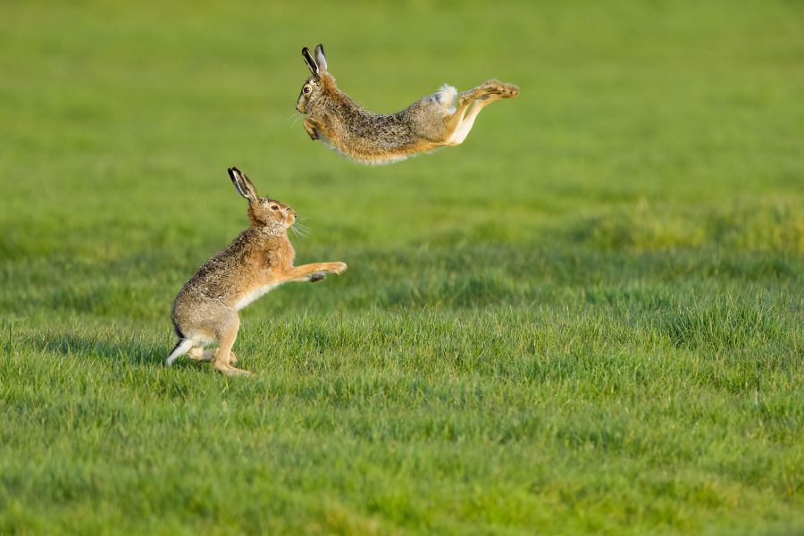 Vergleichsweise starke Hasenstrecke in Niedersachsen im Jagdjahr 2022/23. Hier zwei herumspringende Feldhasen auf einer Grünfläche. (Foto: iStock/Wirestock)