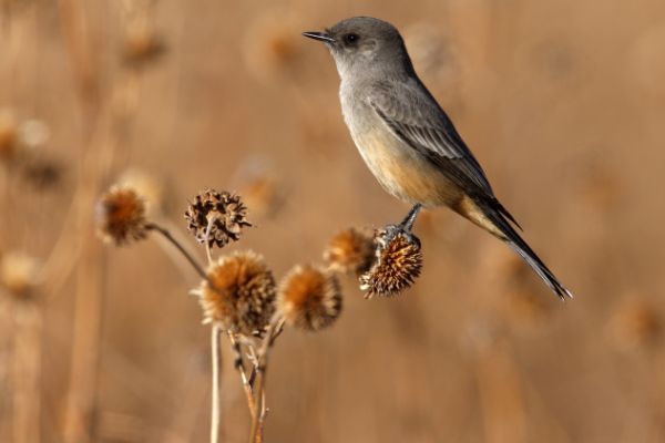 70–80 Vogelarten sollen in den USA und Kanada umbenannt werden