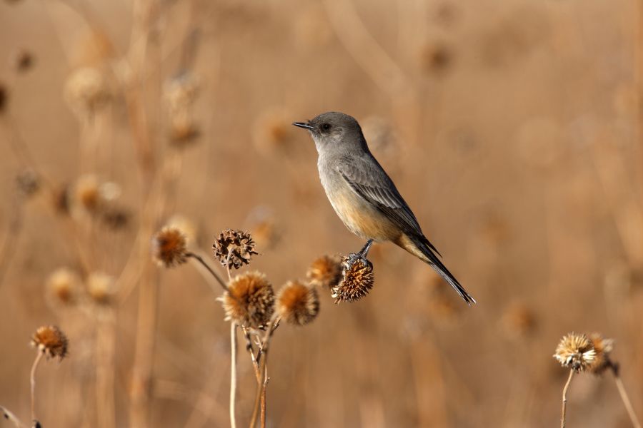 Der Zimtbauch-Phoebetyrann (Sayornis saya), ein amerikanischer Schreivogel, gehört auch auf die Liste der Vögel, die umbenannt werden sollen. (Symbolbild: iStock/MikeLane459)