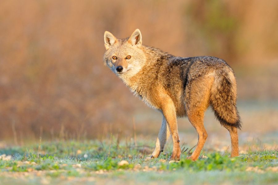 Ein Goldschakal bei Sonnenaufgang. (Symbolbild: iStock/Shimi_Eni)