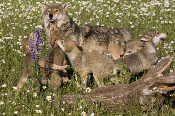 Erstes Wolfsrudel in Schleswig-Holstein: Mehr Welpen als gedacht