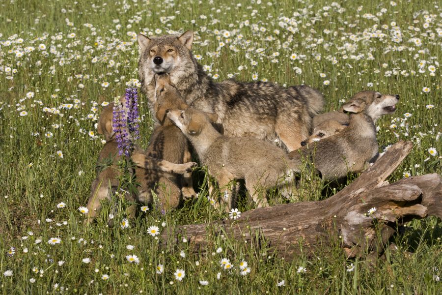 Eine Wölfin mit fünf Welpen auf einer Blumenwiese. (iStock/dssimages)