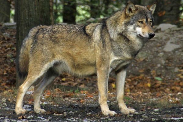Westlicher Hunsrück als neuer Präventionsraum für den Wolf ausgewiesen
