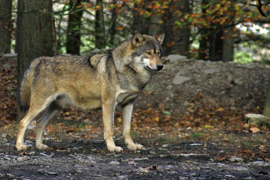 Ein Wolf. (Symbolbild: Hans Harbig auf Pixabay)