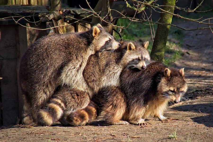 Invasive Arten, wie als Paradebeispiel Waschbären, die sich in Deutschland bundesweit prächtig entwickeln, bedrohen die heimische Artenvielfalt erheblich. (Symbolbild: Bernhard Schürmann auf Pixabay)