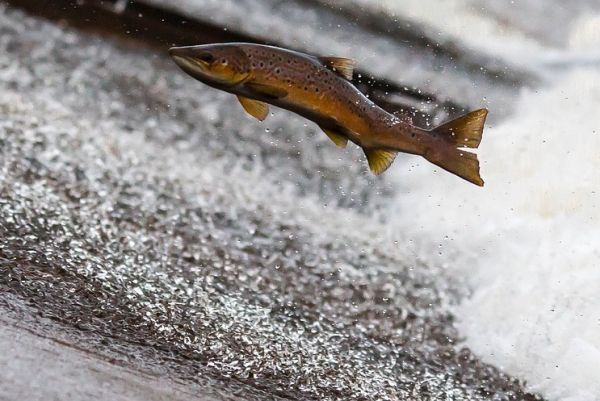 Erfolgreiche Lachs-Rückkehr