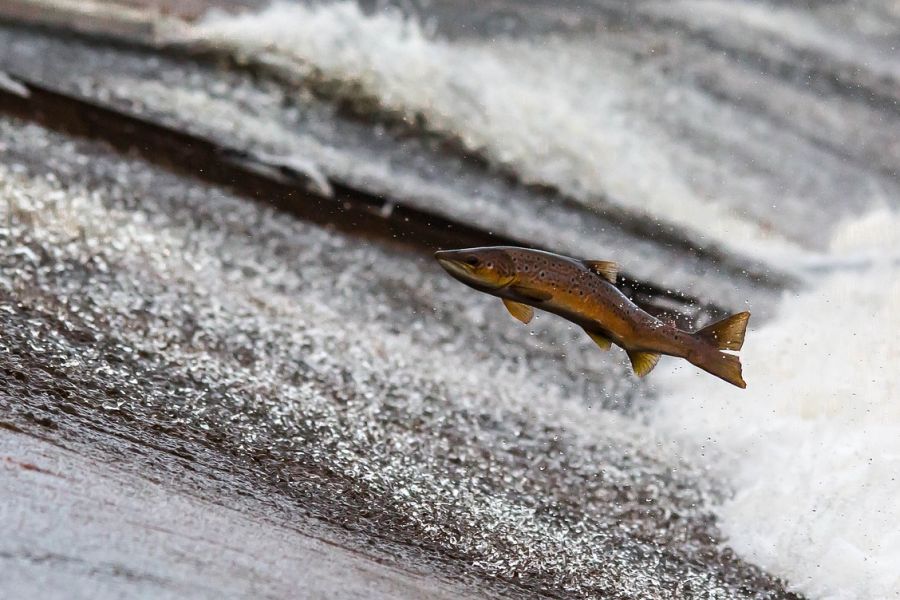 Ein Lachs, der ein Gewässer hochspringt. (Symbolbild: danny moore auf Pixabay)