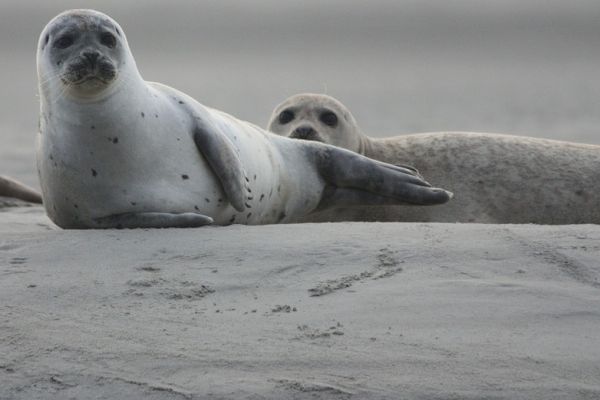 Ursache der „Seal Finger“ geklärt