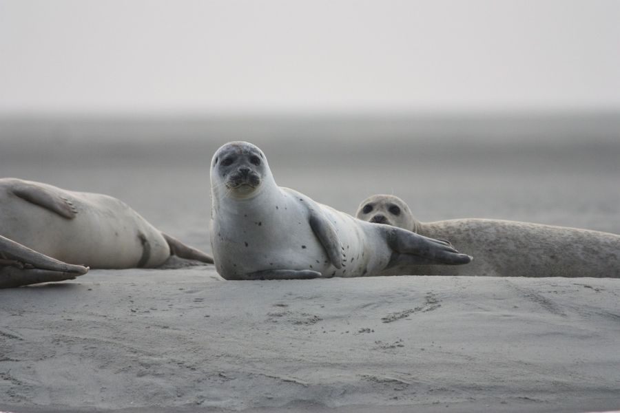 Robben auf einer Sandbank. (Symbolbild: Alicia_Chan auf Pixabay)