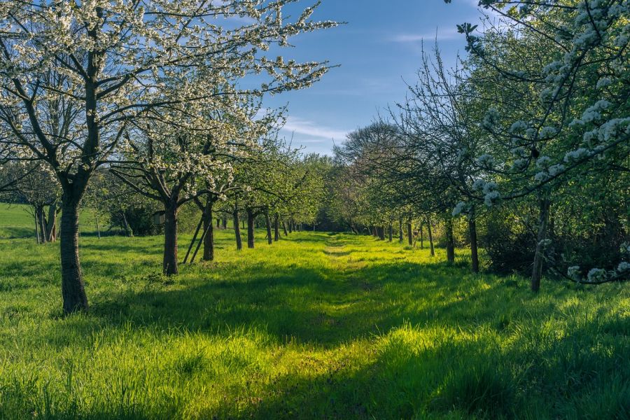 Eine Streuobstwiese. (Symbolbild: Michael Strobel auf Pixabay)