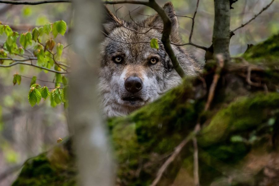Wölfe bevorzugen weitreichende Wälder mit genügend Deckung als Lebensraum, wenn Sie die Wahl haben. (Symbolbild: Tomáš Seman auf Pixabay)