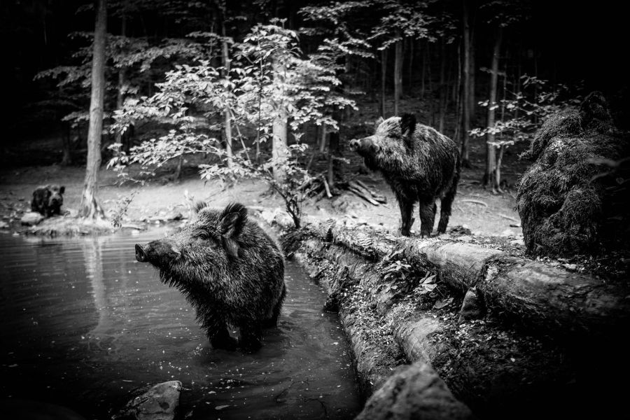 Wildschweine an einem Gewässer. (Symbolbild: Michal Renčo auf Pixabay)