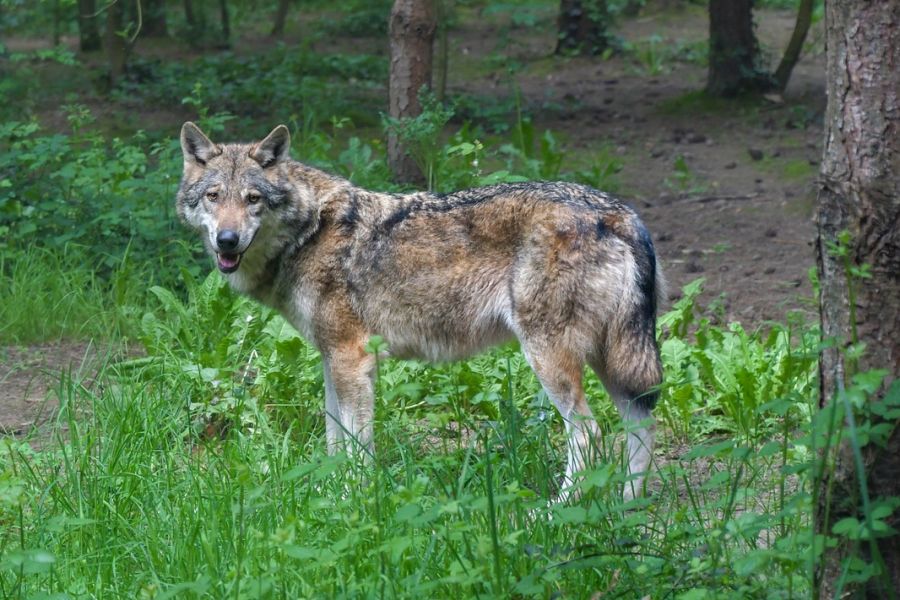Ein einzelner Wolf in einem Waldgebiet. (Symbolbild: Christel SAGNIEZ auf Pixabay)
