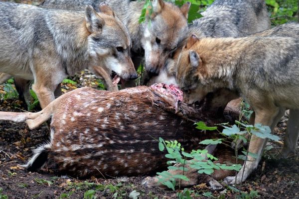 Wolf tötet 13 Damhirsche im Landkreis Verden