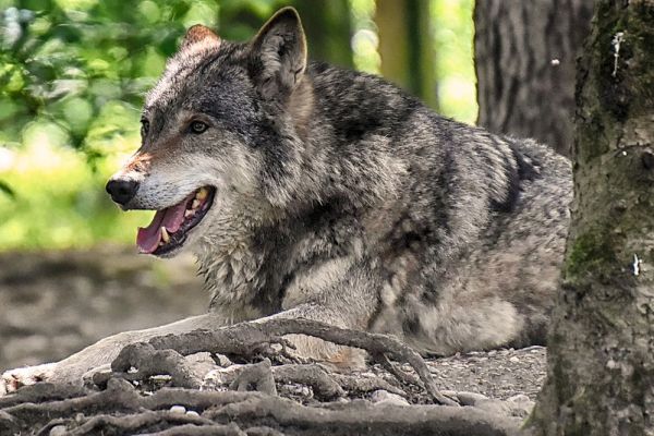 Verbände des ländlichen Raums beendigen Mitarbeit im Bundeszentrum für Weidetiere und Wolf