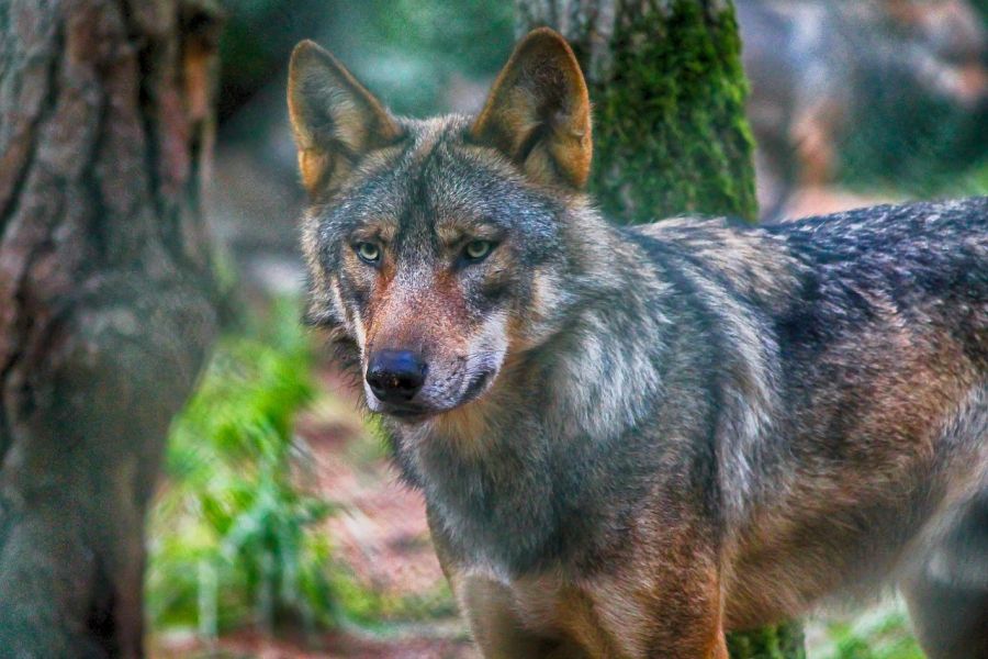Ein einzelner Wolf. (Symbolbild: Christelle PRIEUR auf Pixabay)