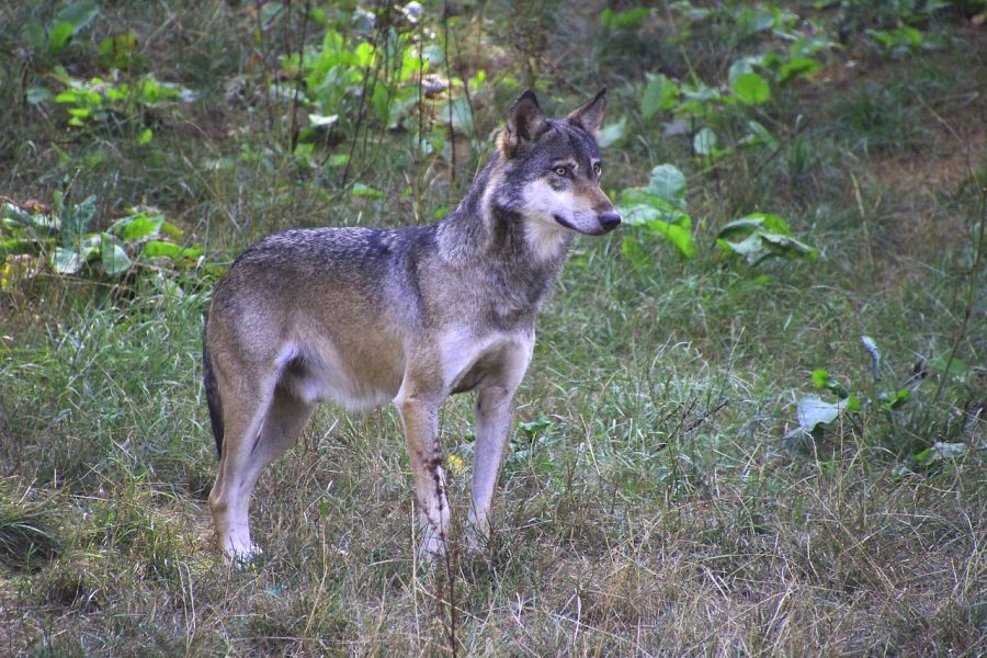 Ein einzelner Wolf. (Symbolbild: Dieter Staab auf Pixabay)